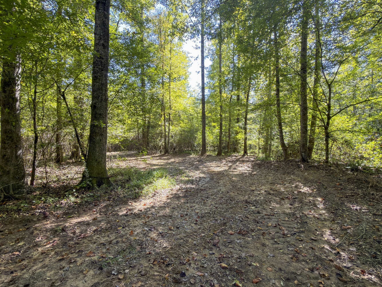103-Acre Hunting Land for Sale, Chilton County, AL, photo 3 of 23