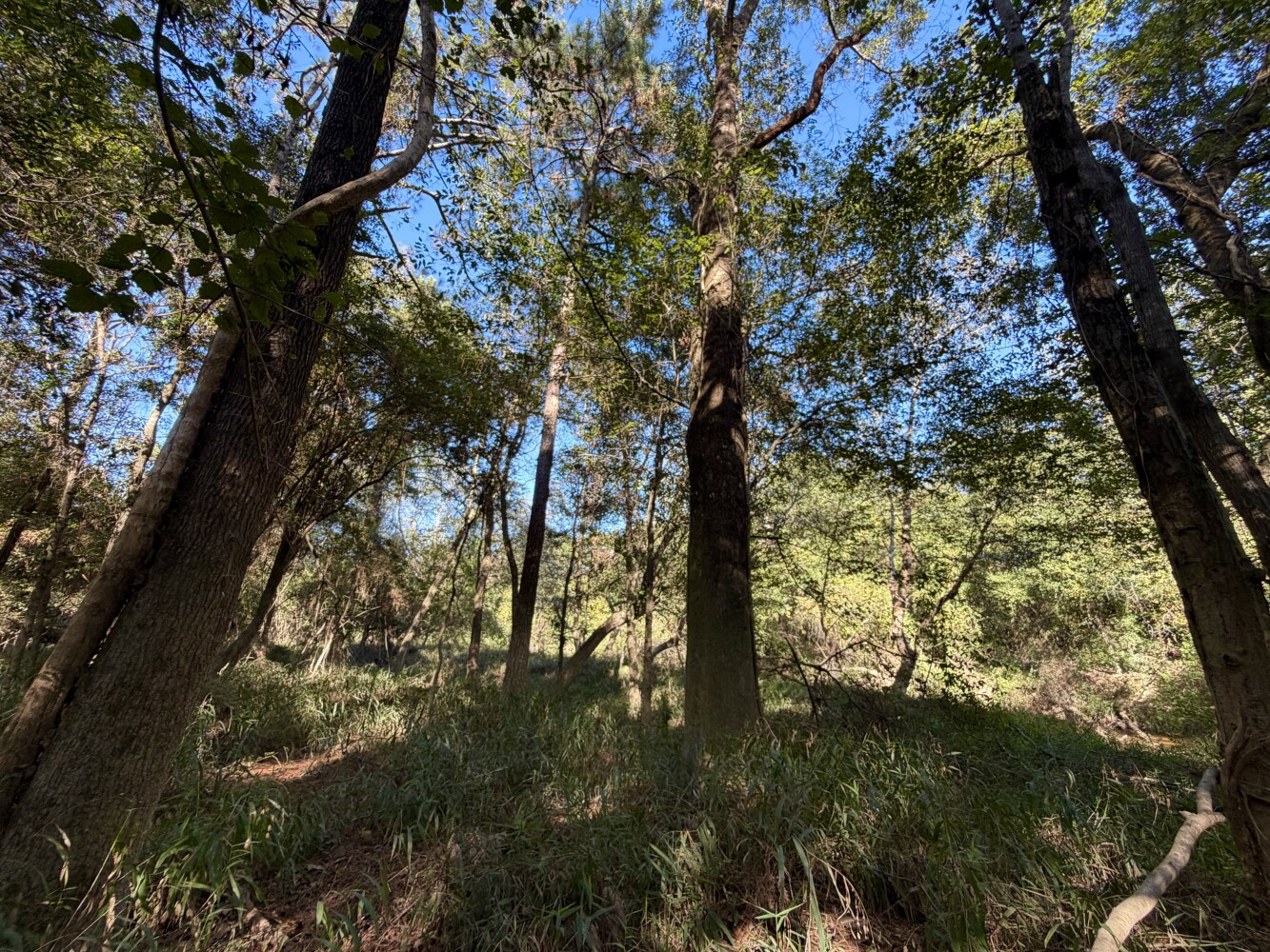 61.8-Acre Hunting Land for Sale, Harrison County, MS, photo 2 of 31