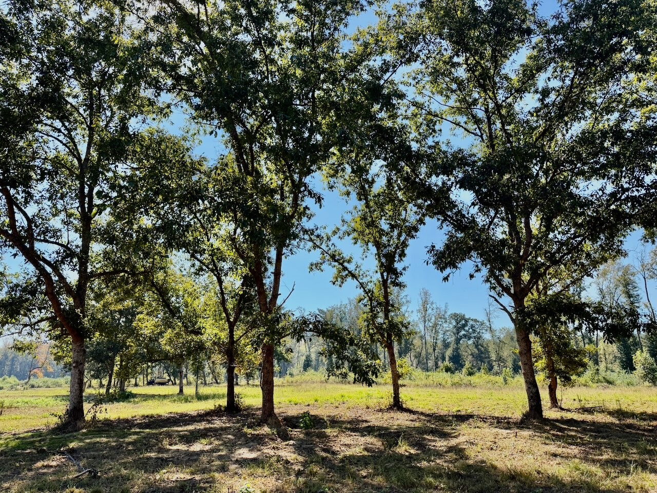 71-Acre Hunting Land for Sale, Fayette County, AL, photo 3 of 32