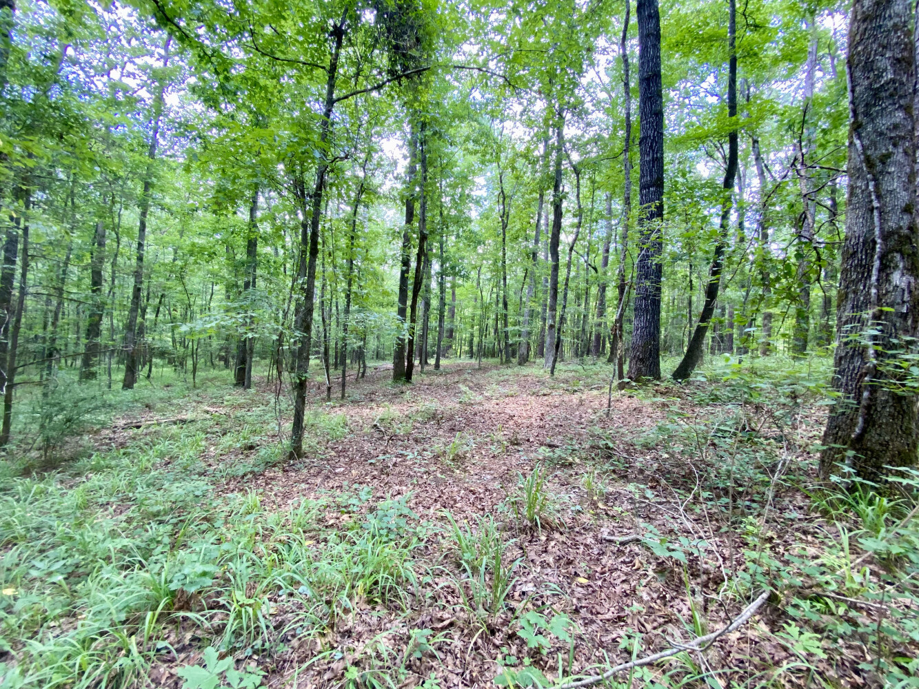 63-Acre Hunting Land for Sale, Tuscaloosa County, AL, photo 2 of 33
