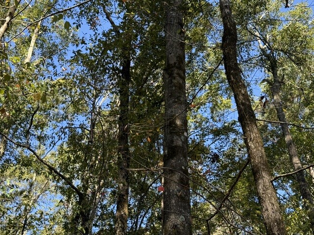 Photo 1 of 12 of land for sale at 0 Woods Rd, Chatham, LA 71226