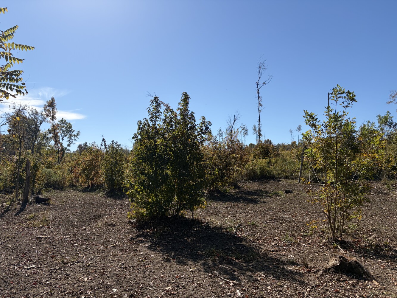 64-Acre Hunting Land for Sale, Noxubee County, MS, photo 2 of 27